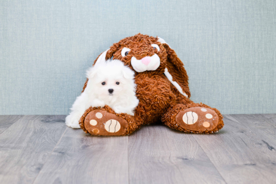 Energetic Maltese Purebred Puppy