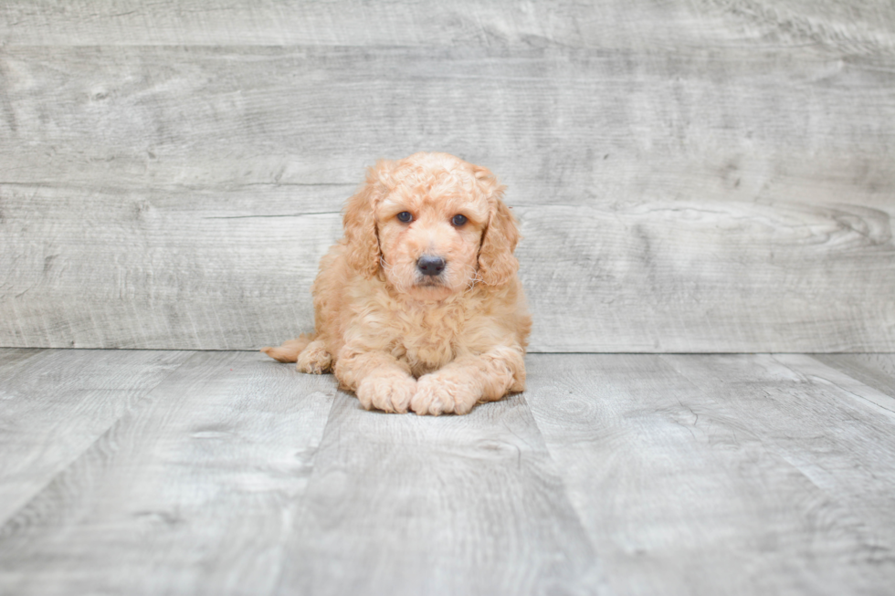 Playful Golden Retriever Poodle Mix Puppy