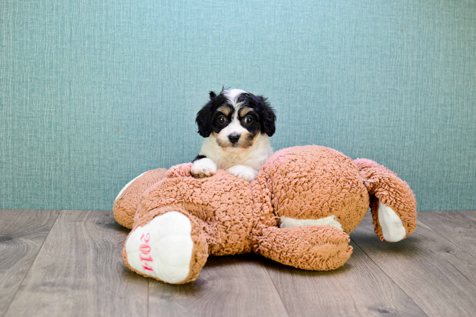 Sweet Cavachon Baby