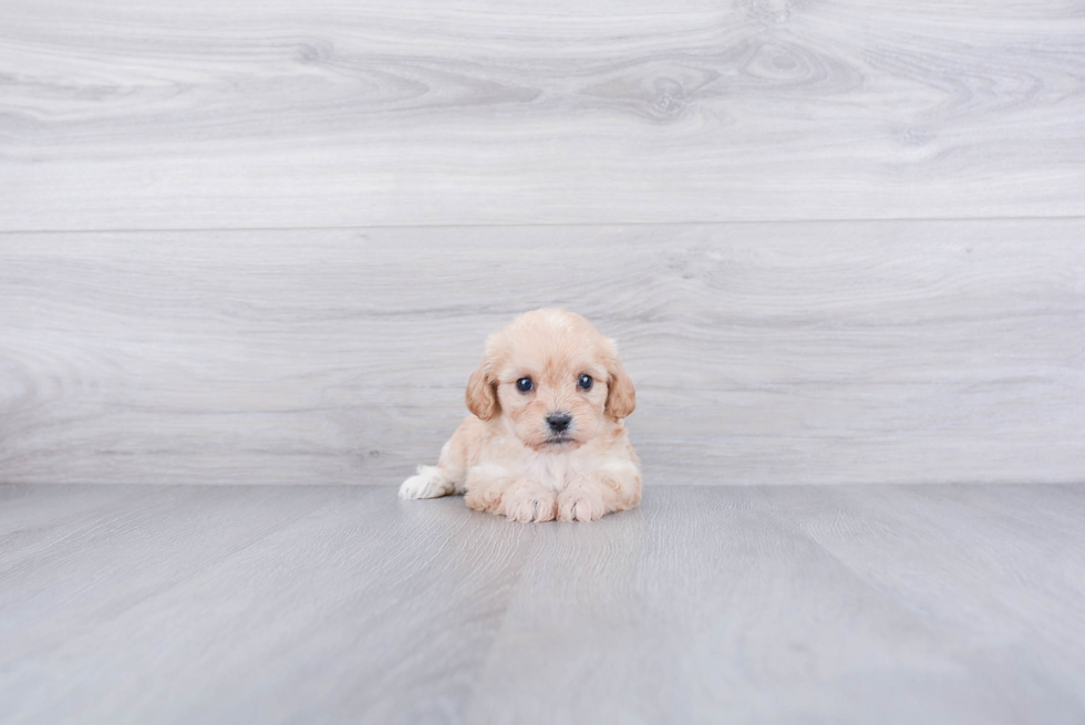 Hypoallergenic Cavalier Designer Puppy