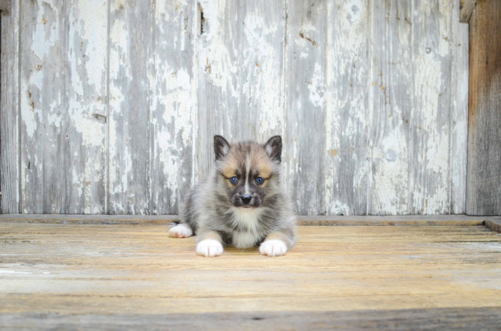 Best Pomsky Baby