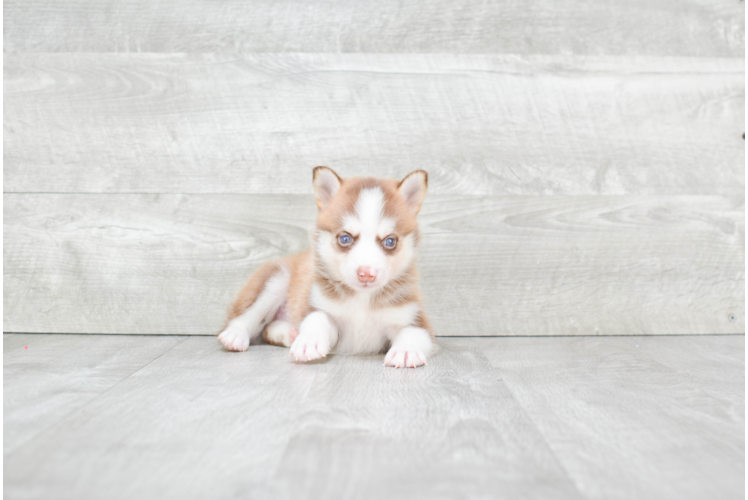 Pomsky Puppy for Adoption