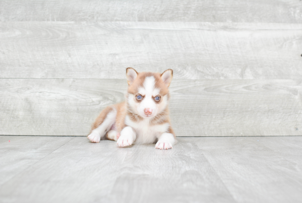 Pomsky Puppy for Adoption