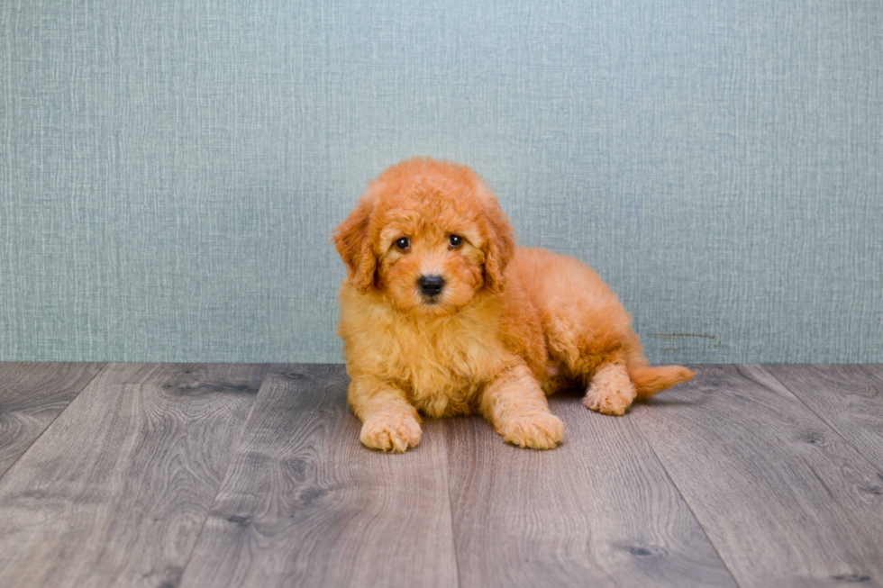 Friendly Mini Goldendoodle Baby