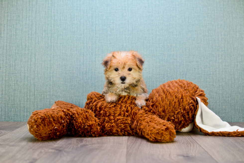 Best Morkie Baby