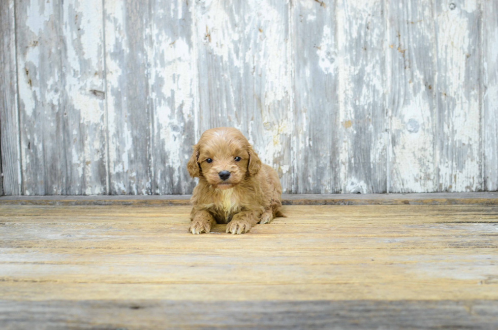 Mini Goldendoodle Puppy for Adoption