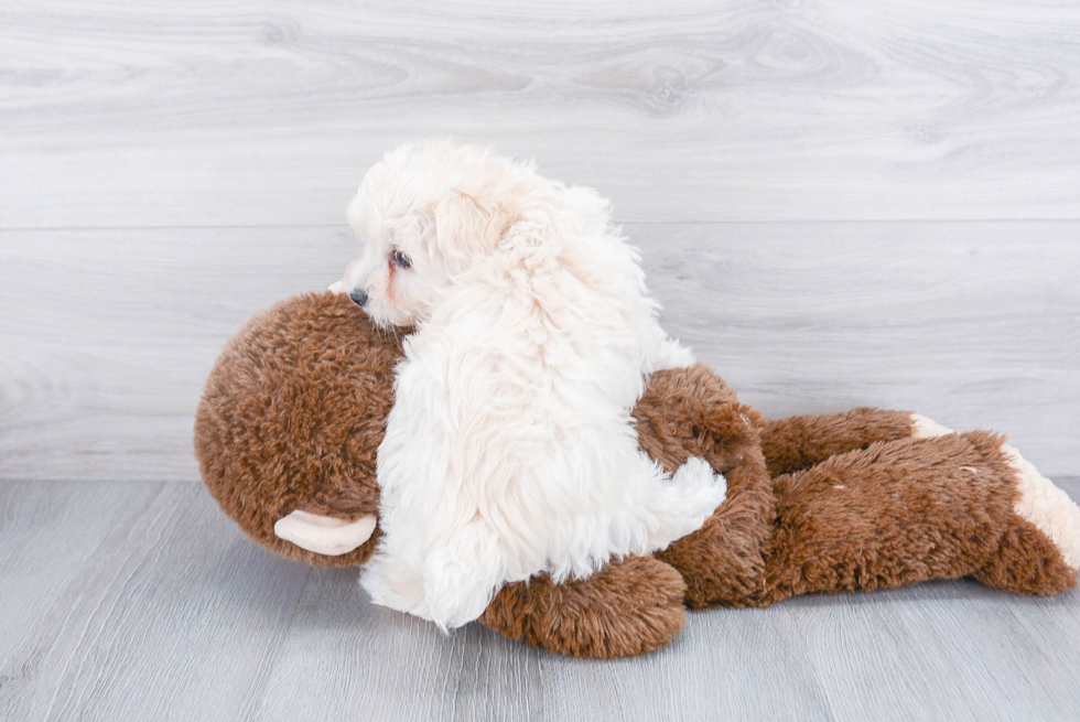 Smart Maltipoo Poodle Mix Pup