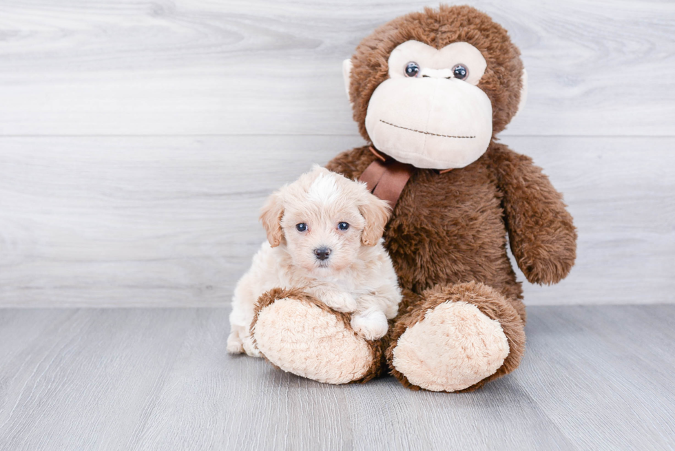 Maltipoo Pup Being Cute