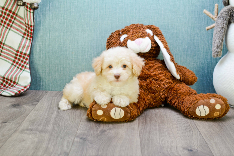 Maltipoo Puppy for Adoption