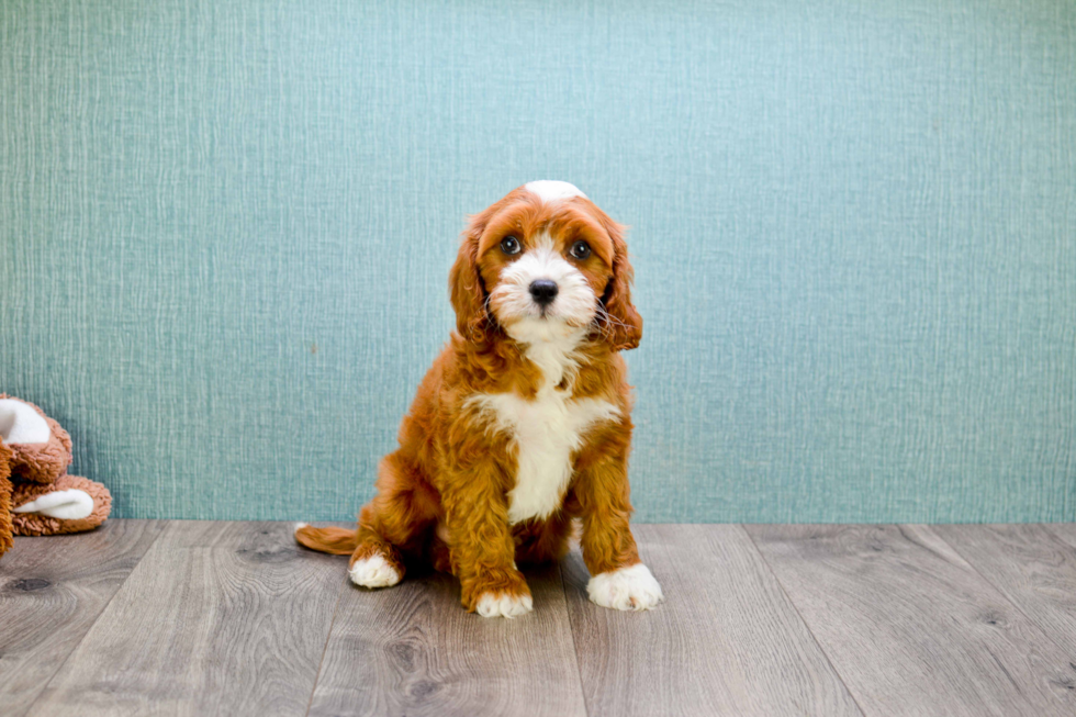 Adorable Cavoodle Poodle Mix Puppy