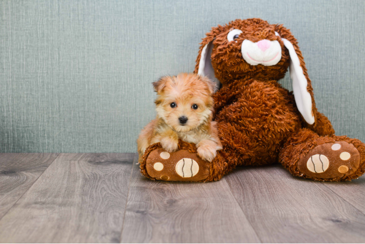 Happy Morkie Baby