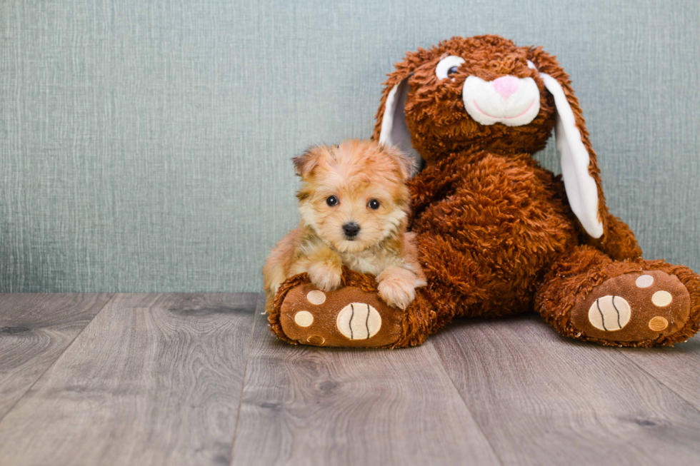 Happy Morkie Baby