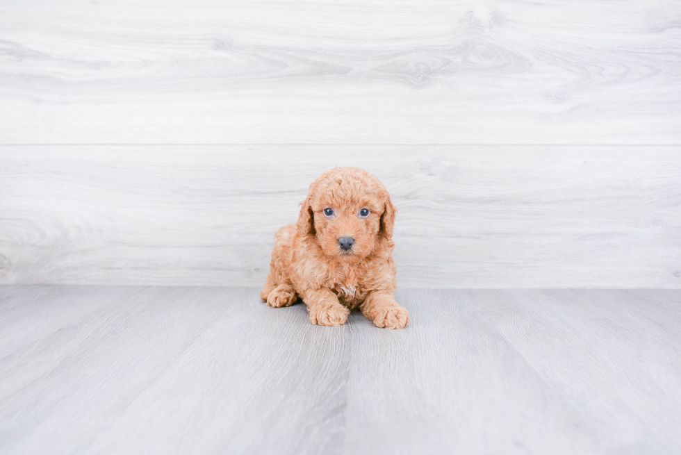 Funny Mini Goldendoodle Poodle Mix Pup
