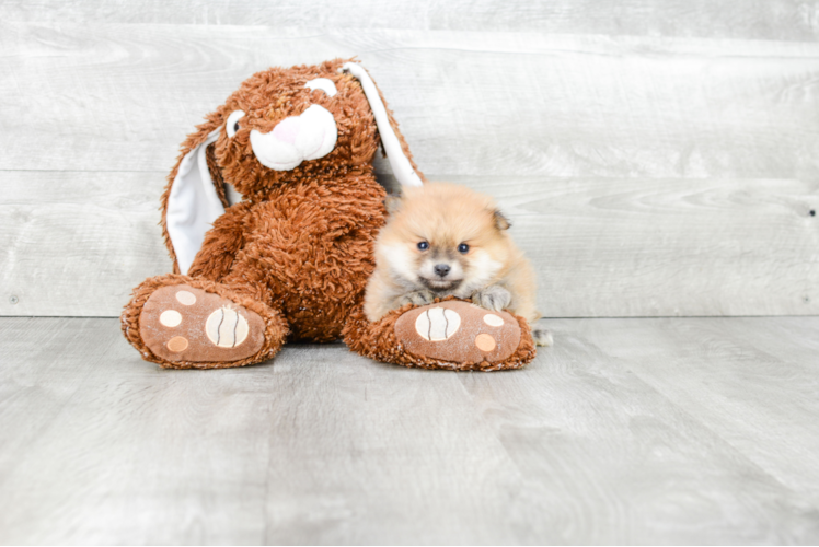 Pomeranian Pup Being Cute