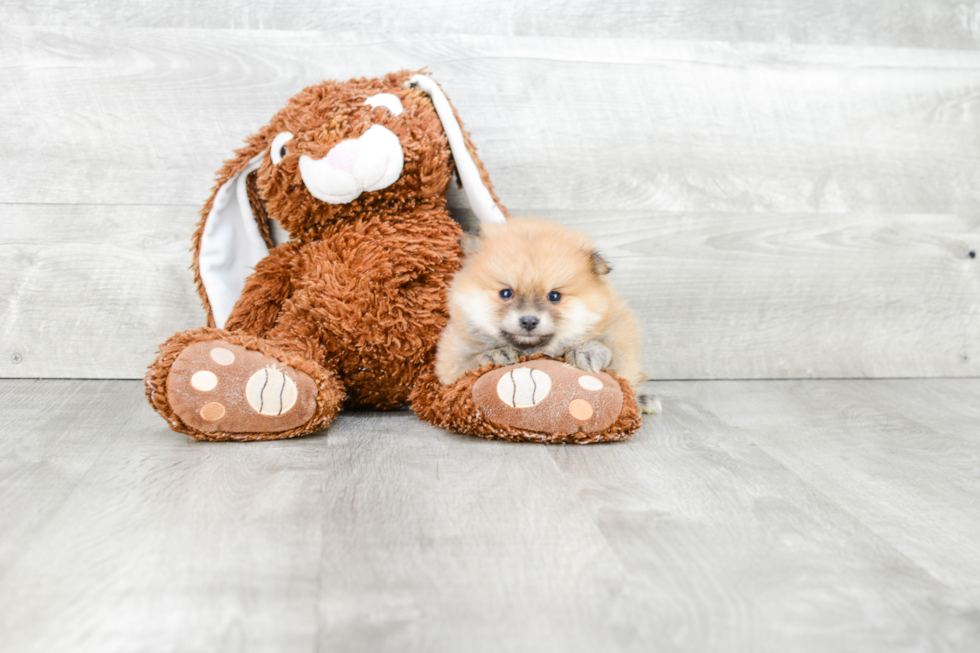 Pomeranian Pup Being Cute