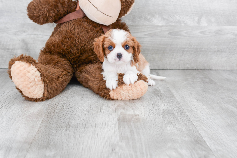 Little Cavalier King Charles Spaniel Purebred Pup