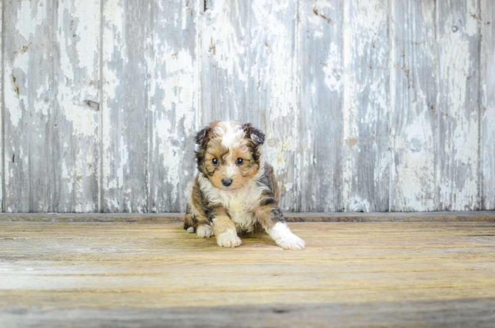 Cute Mini Sheltidoodle Mix Puppy