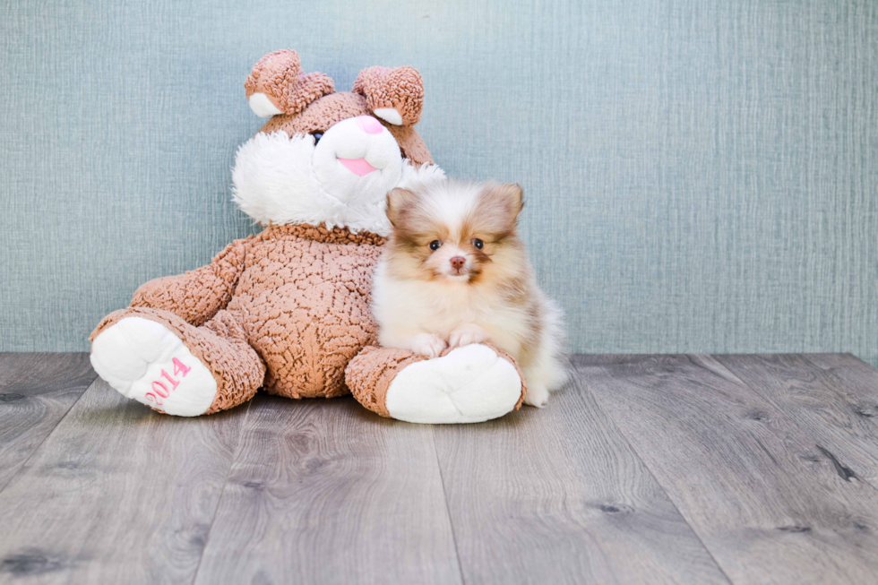 Little Pomeranian Baby