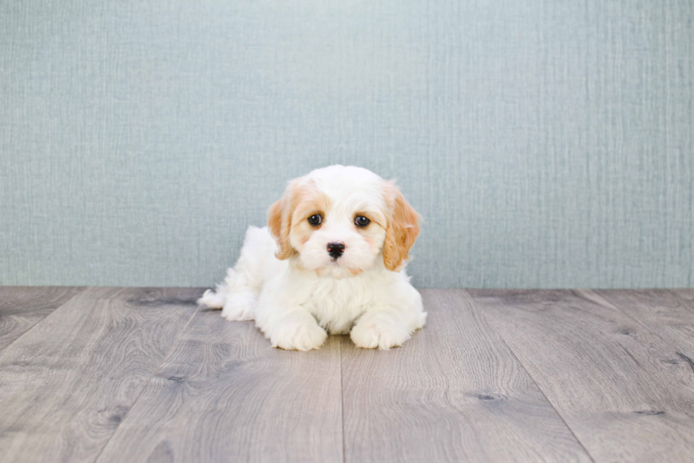 Playful Cavalier Designer Puppy