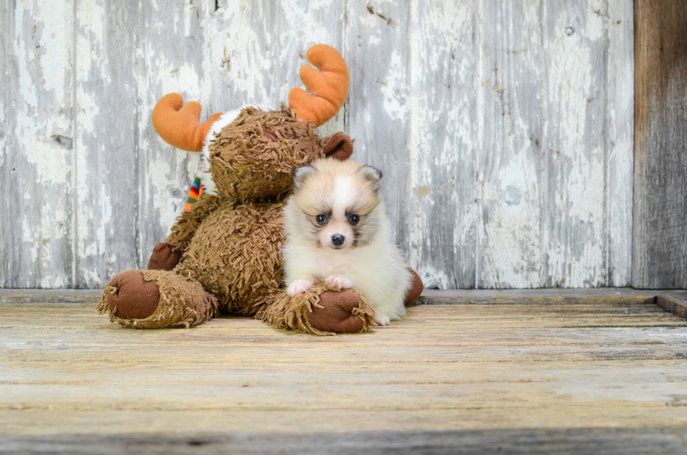 Pomeranian Puppy for Adoption