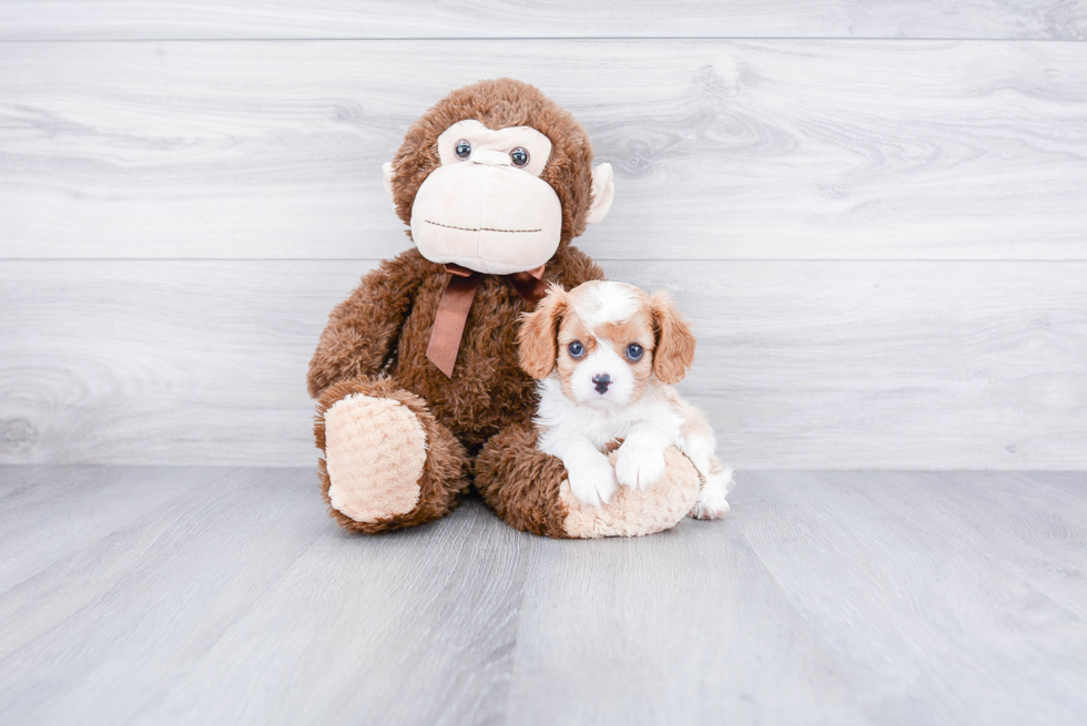 Cavalier King Charles Spaniel Puppy for Adoption