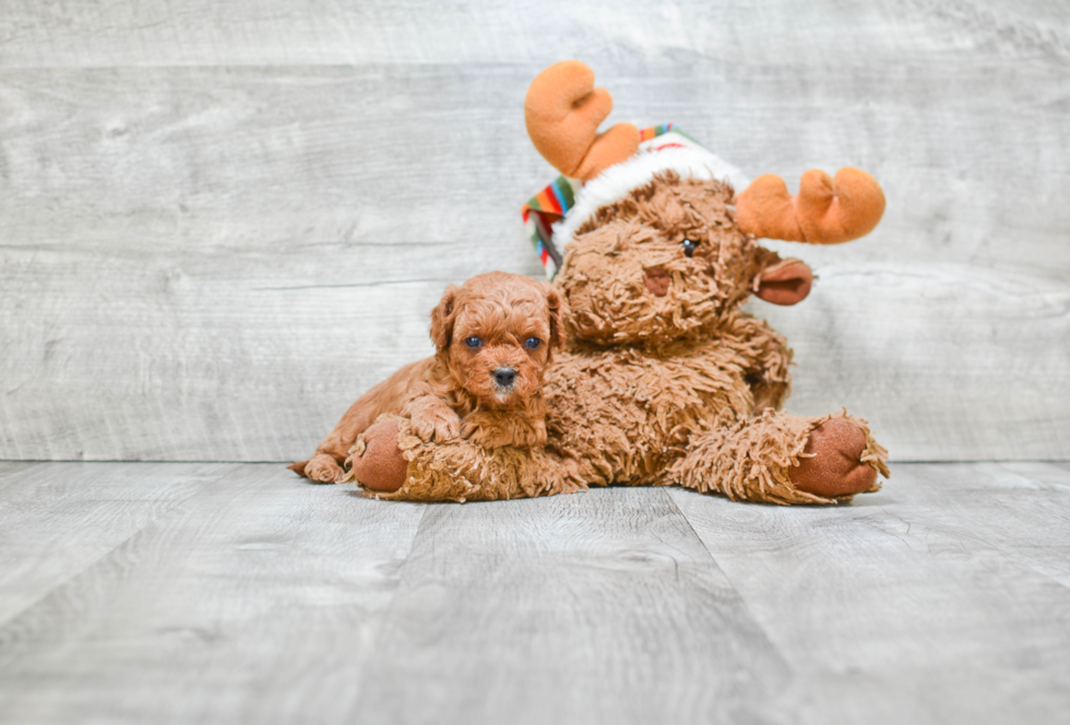 Cavapoo Puppy for Adoption