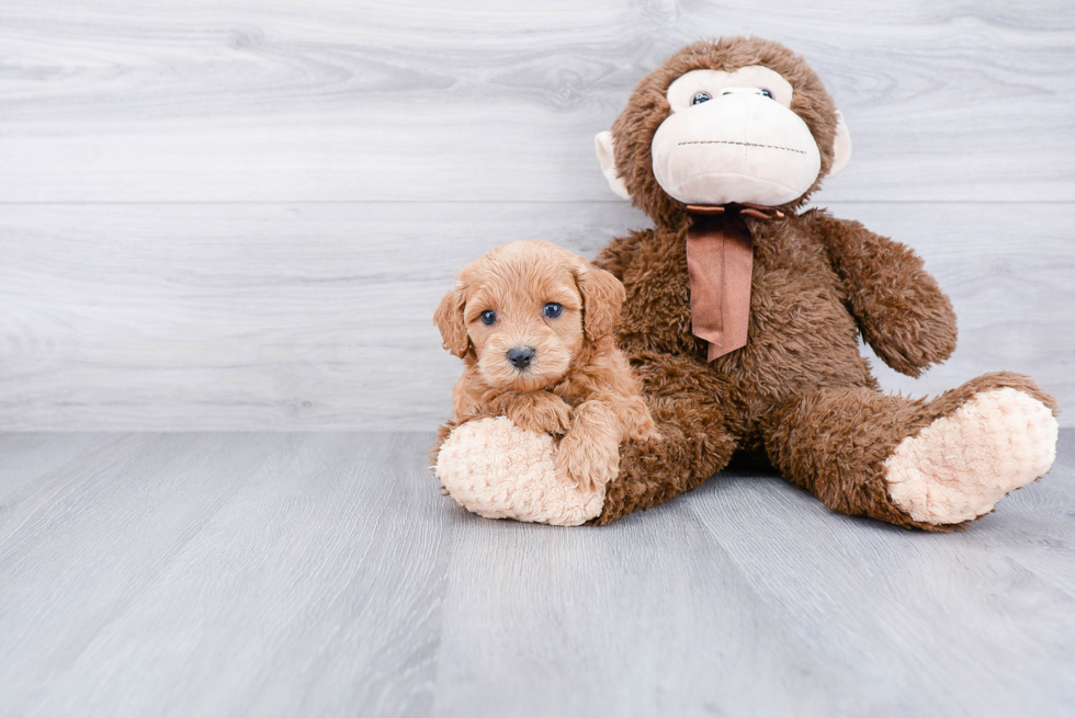 Friendly Cockapoo Baby