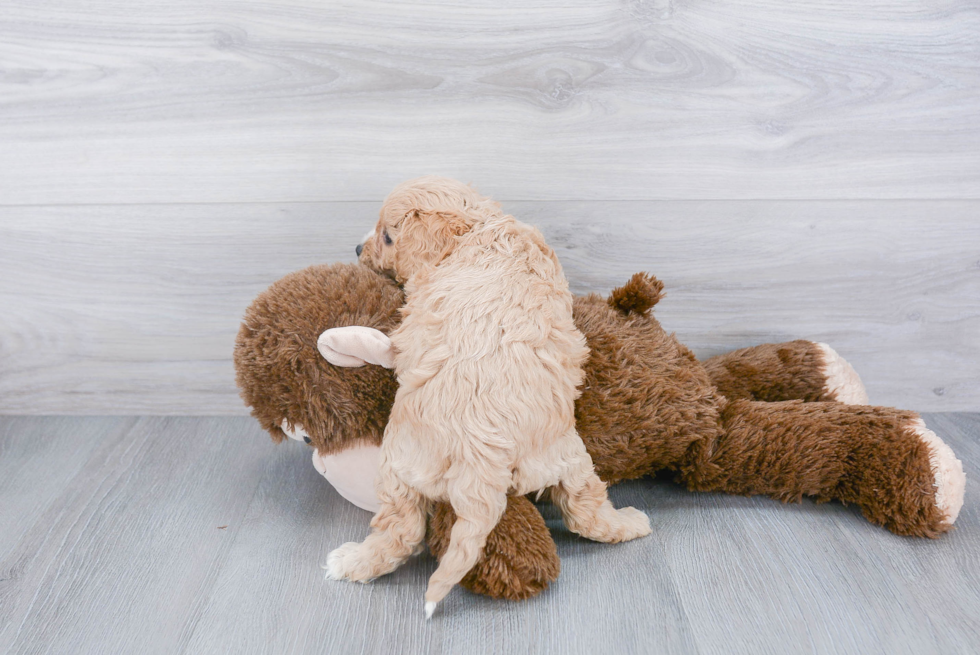 Cavapoo Pup Being Cute