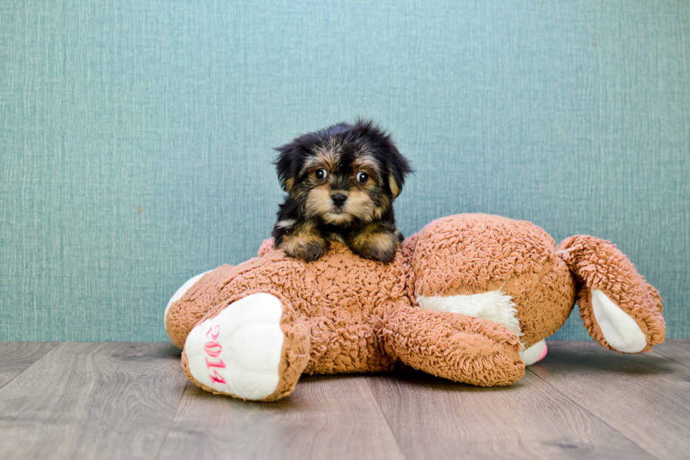 Morkie Pup Being Cute
