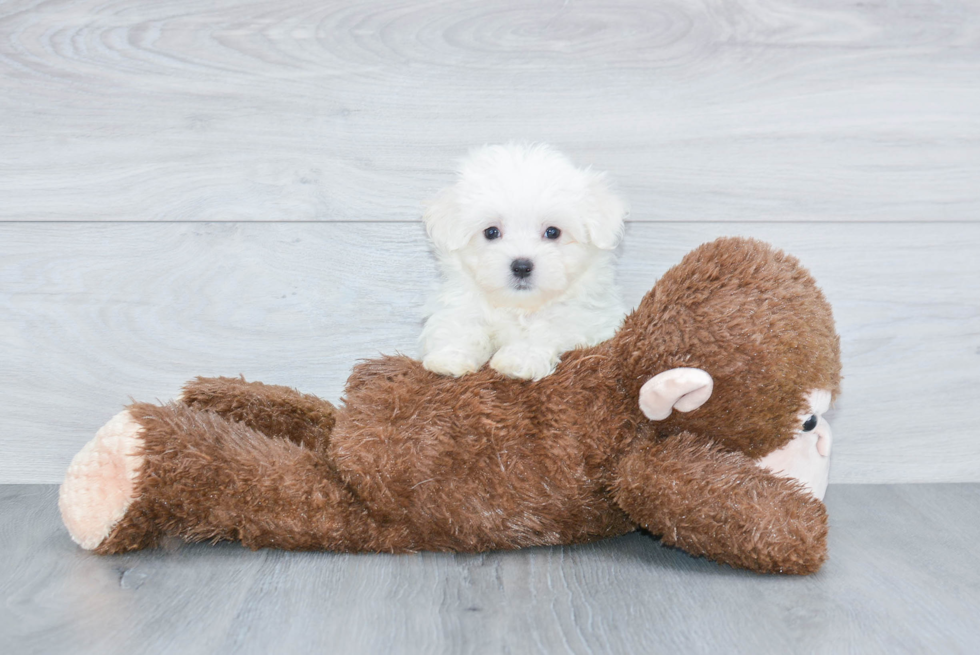 Friendly Maltese Baby