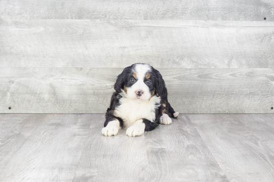 Mini Bernedoodle Puppy for Adoption