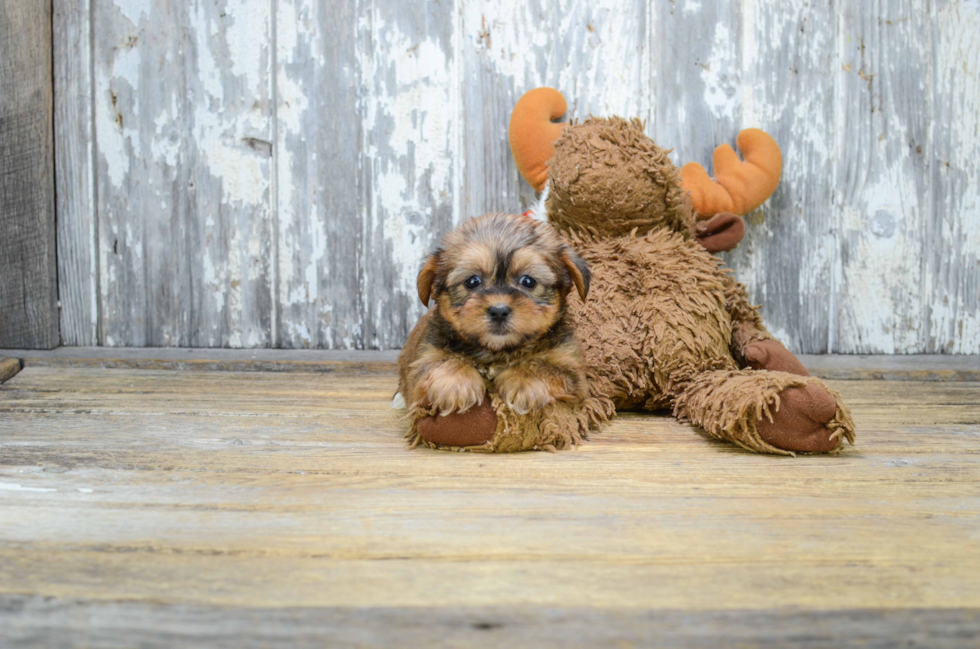 Hypoallergenic Shorkie Designer Puppy