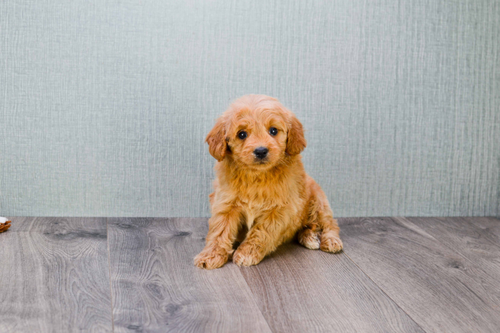 Mini Goldendoodle Pup Being Cute