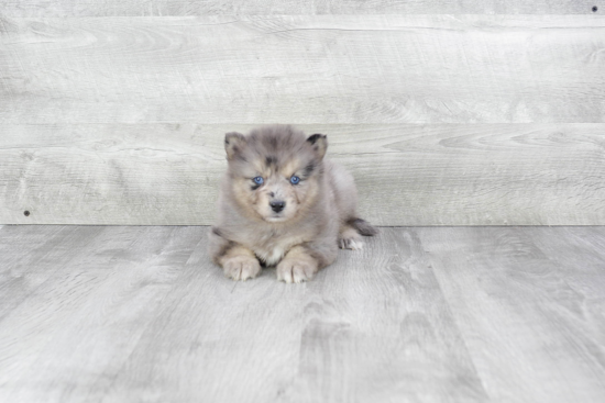 Pomsky Puppy for Adoption