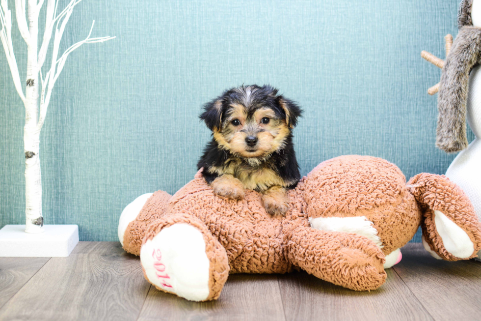 Morkie Puppy for Adoption