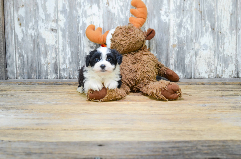 Hypoallergenic Yorkie Designer Puppy