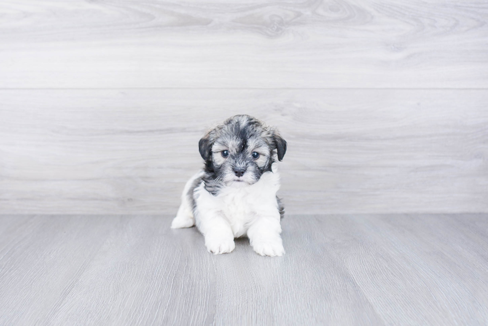 Little Maltepoo Poodle Mix Puppy