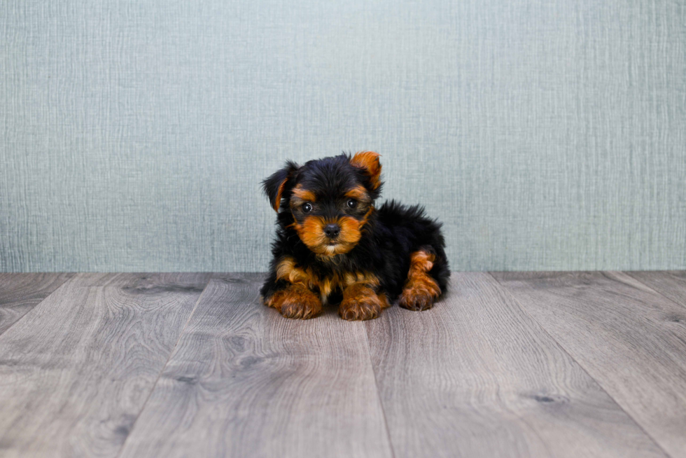 Meet Timmy - our Yorkshire Terrier Puppy Photo 