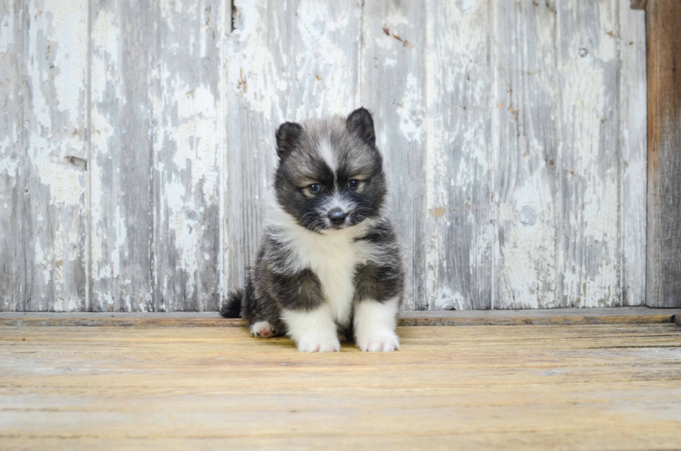 Adorable Mini Husky Designer Puppy