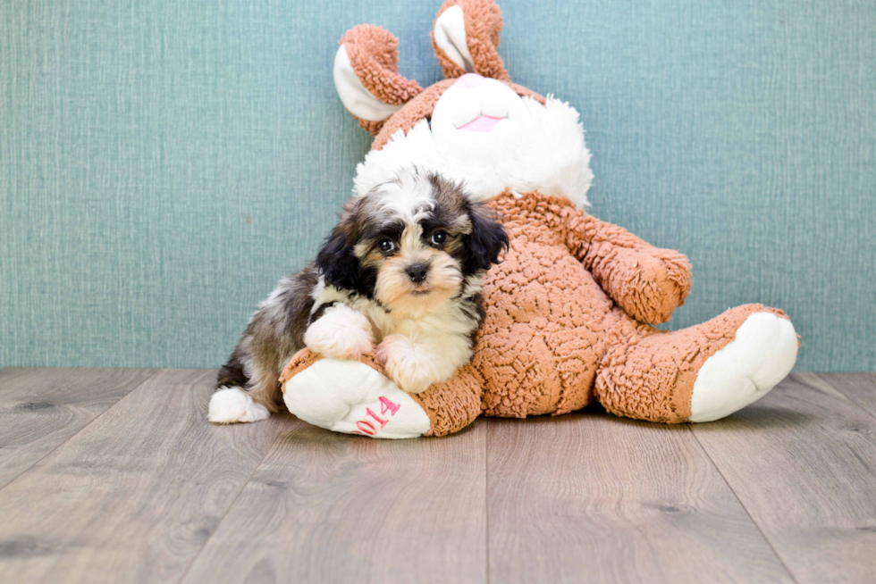 Happy Havanese Purebred Puppy