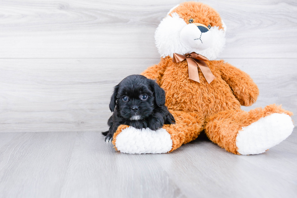 Teddy Bear Pup Being Cute