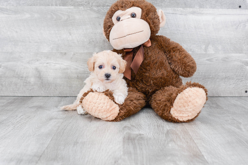 Little Maltese Poodle Poodle Mix Puppy