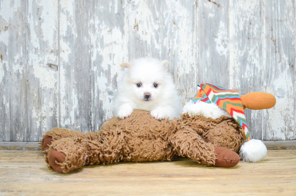 Pomeranian Pup Being Cute