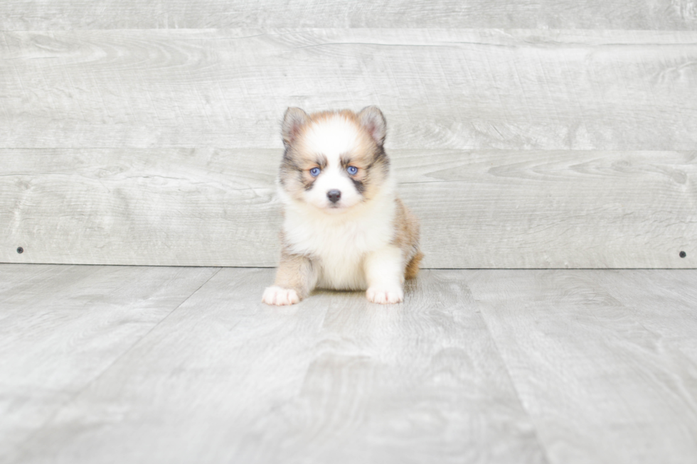 Pomsky Pup Being Cute