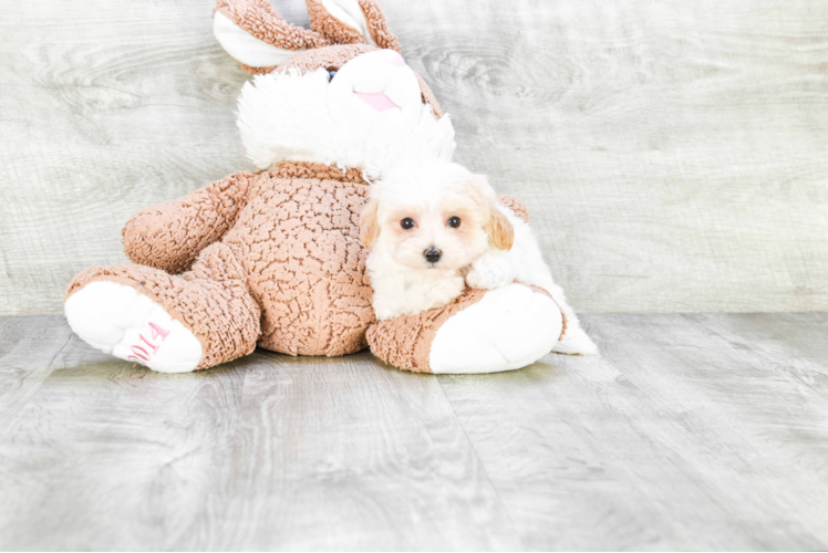 Friendly Maltipoo Baby