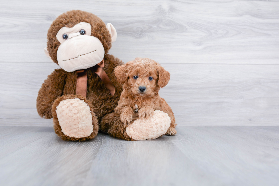 Mini Goldendoodle Pup Being Cute