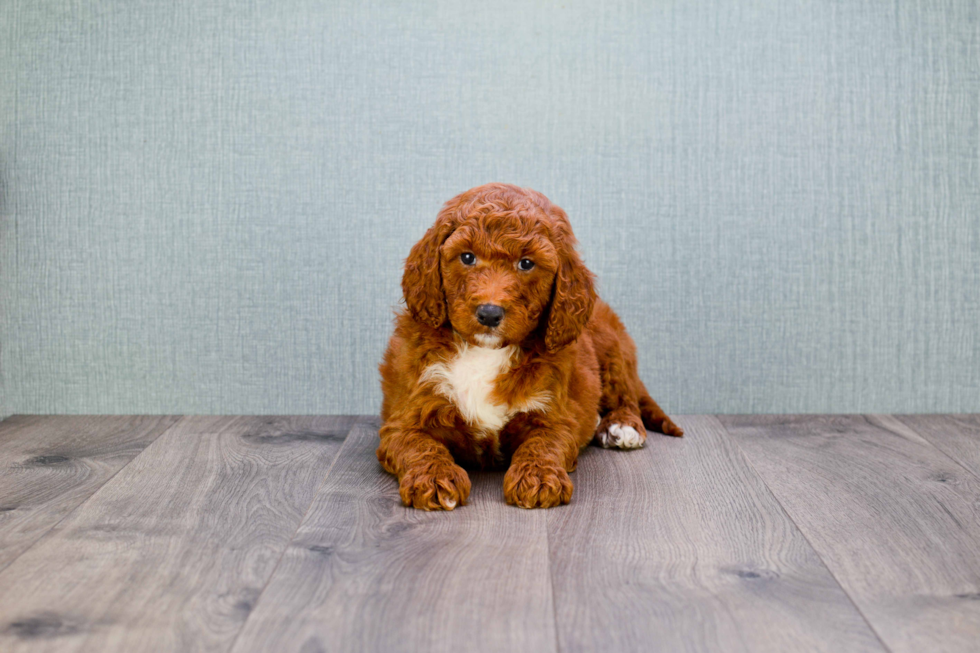 Fluffy Mini Goldendoodle Poodle Mix Pup