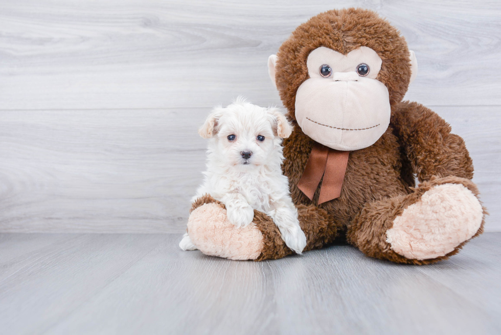 Maltipoo Pup Being Cute