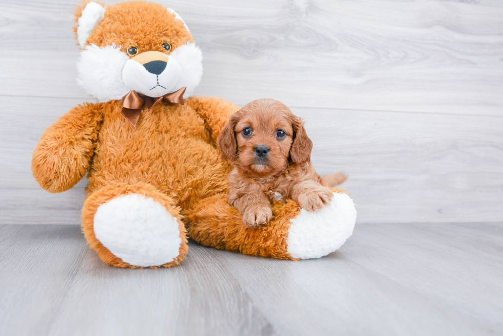 Best Cavapoo Baby