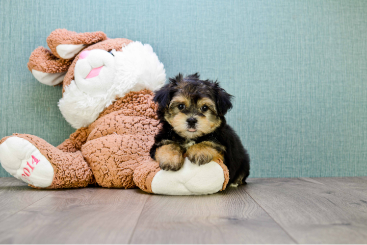 Energetic Yorkie Designer Puppy